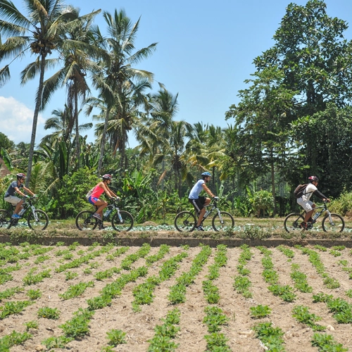 Kintamani Mountain Cycling