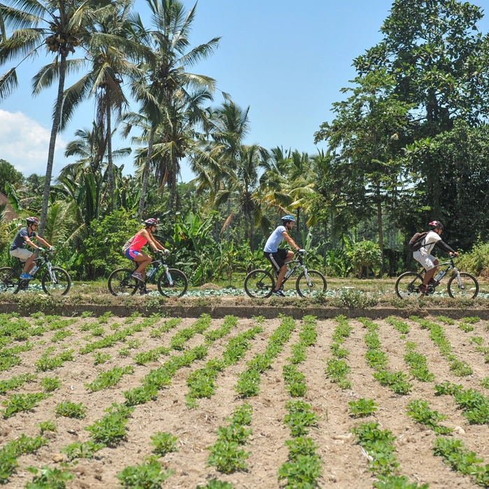 Kintamani Mountain Cycling